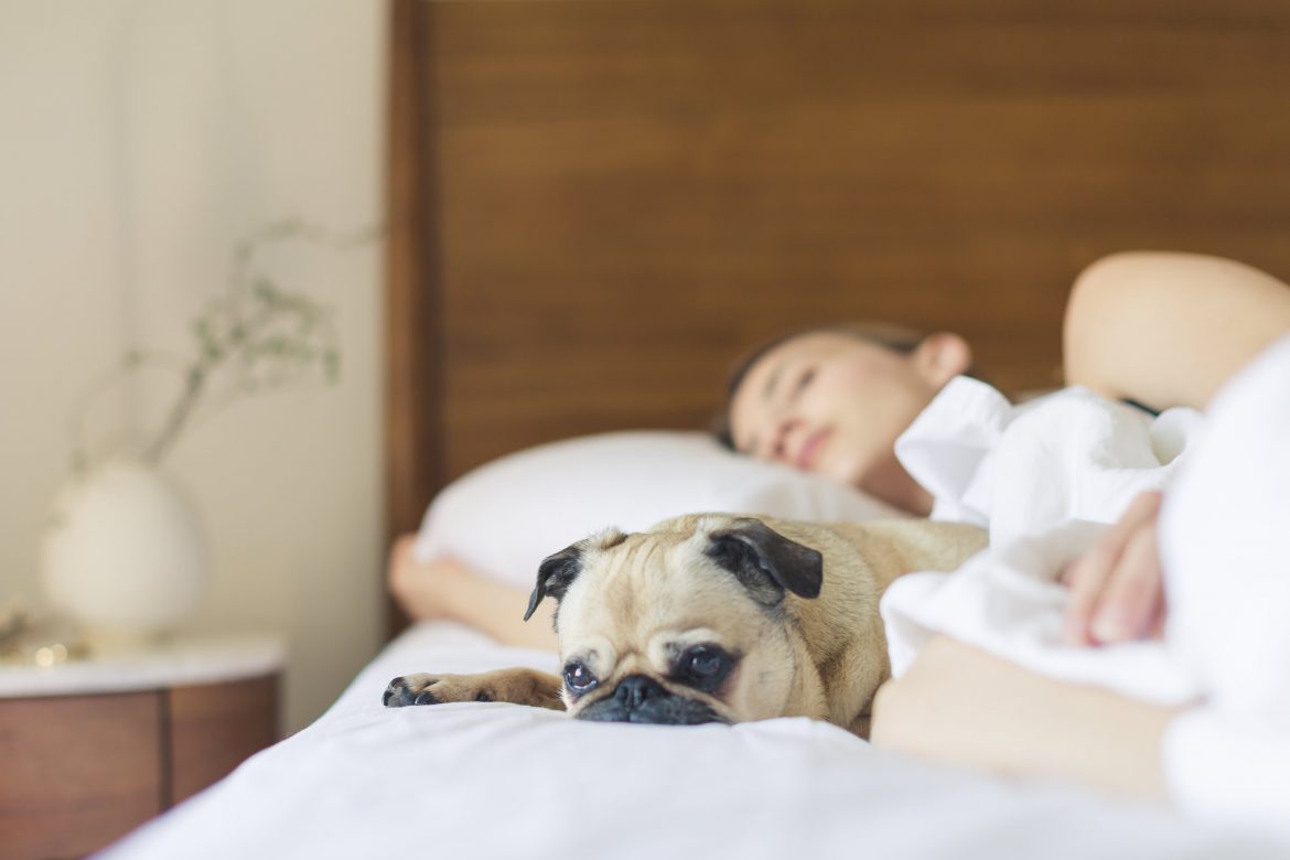 bed-bedroom-cute-dog-545016