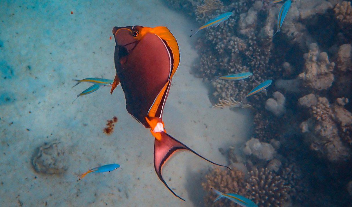 Zoutwateraquarium als toevoeging in je huis