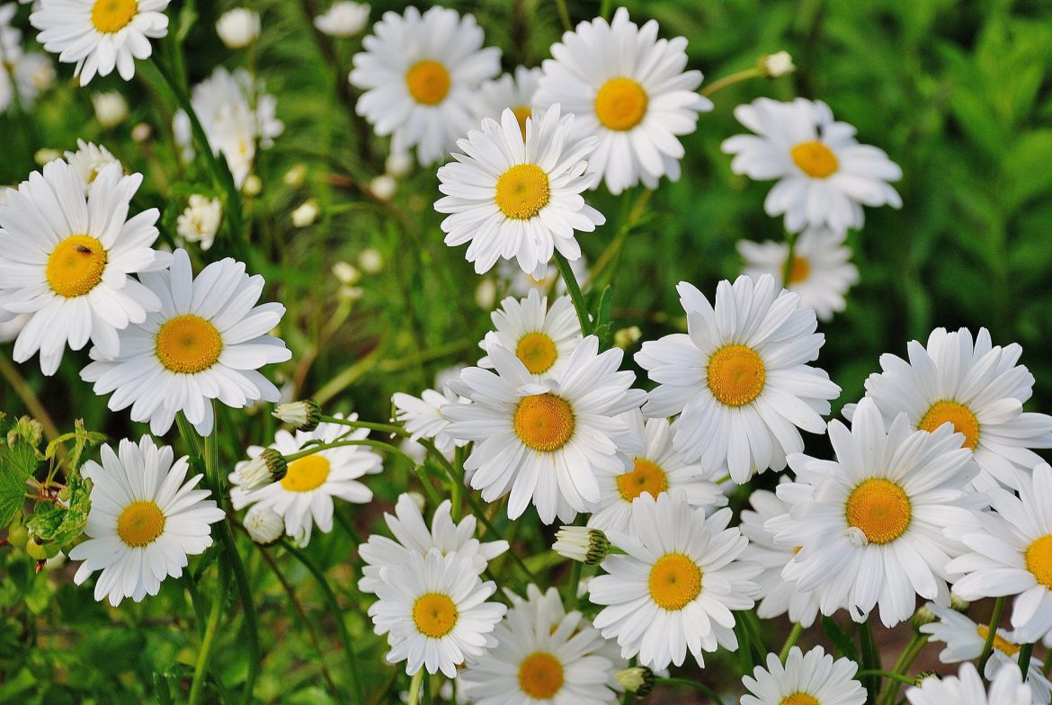 planten