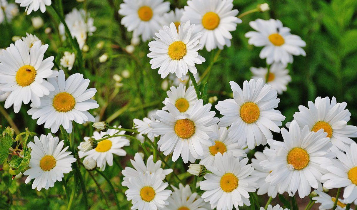 De mooiste planten voor in jouw tuin!