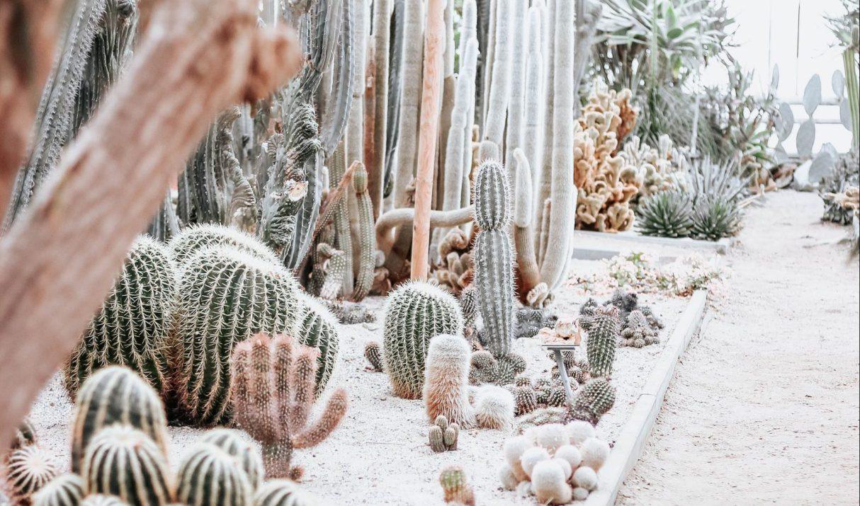 Hoe maak je de tuin winterklaar?
