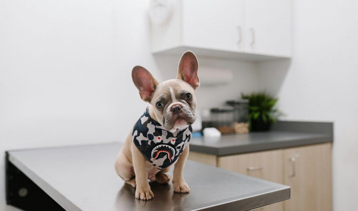 Wat je mag verwachten van een goede dierenarts