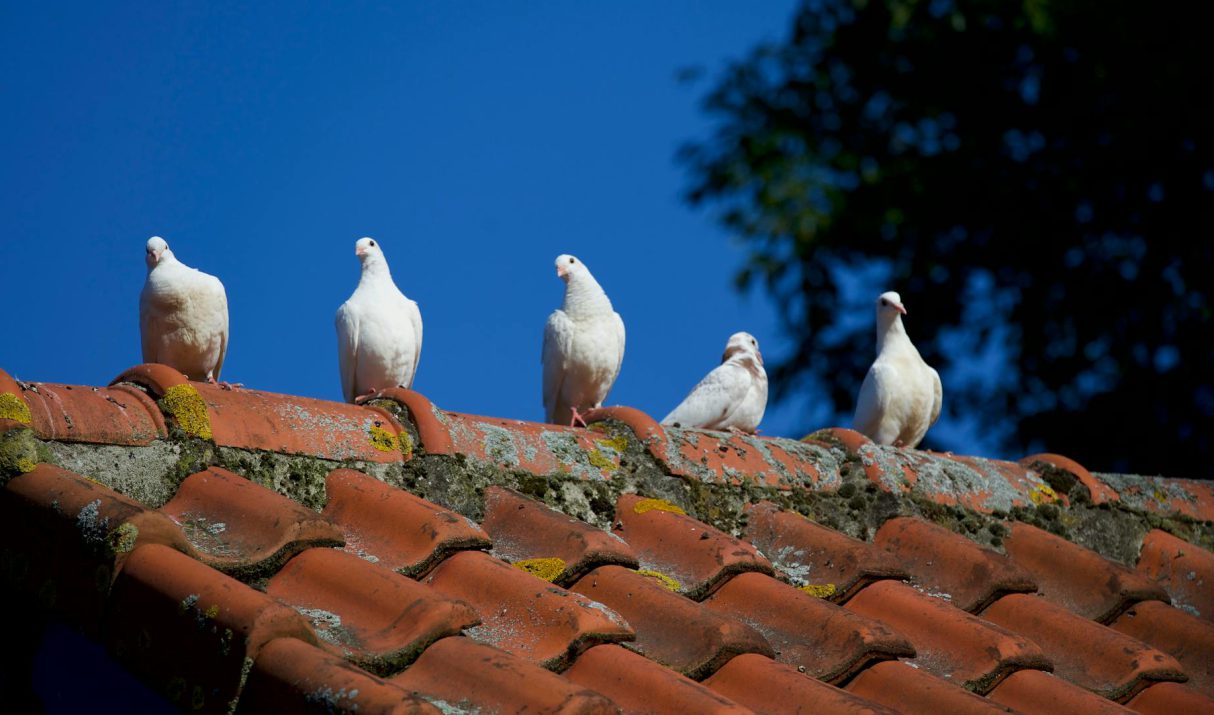 Het proces van dakreparatie: een dakdekker legt het uit
