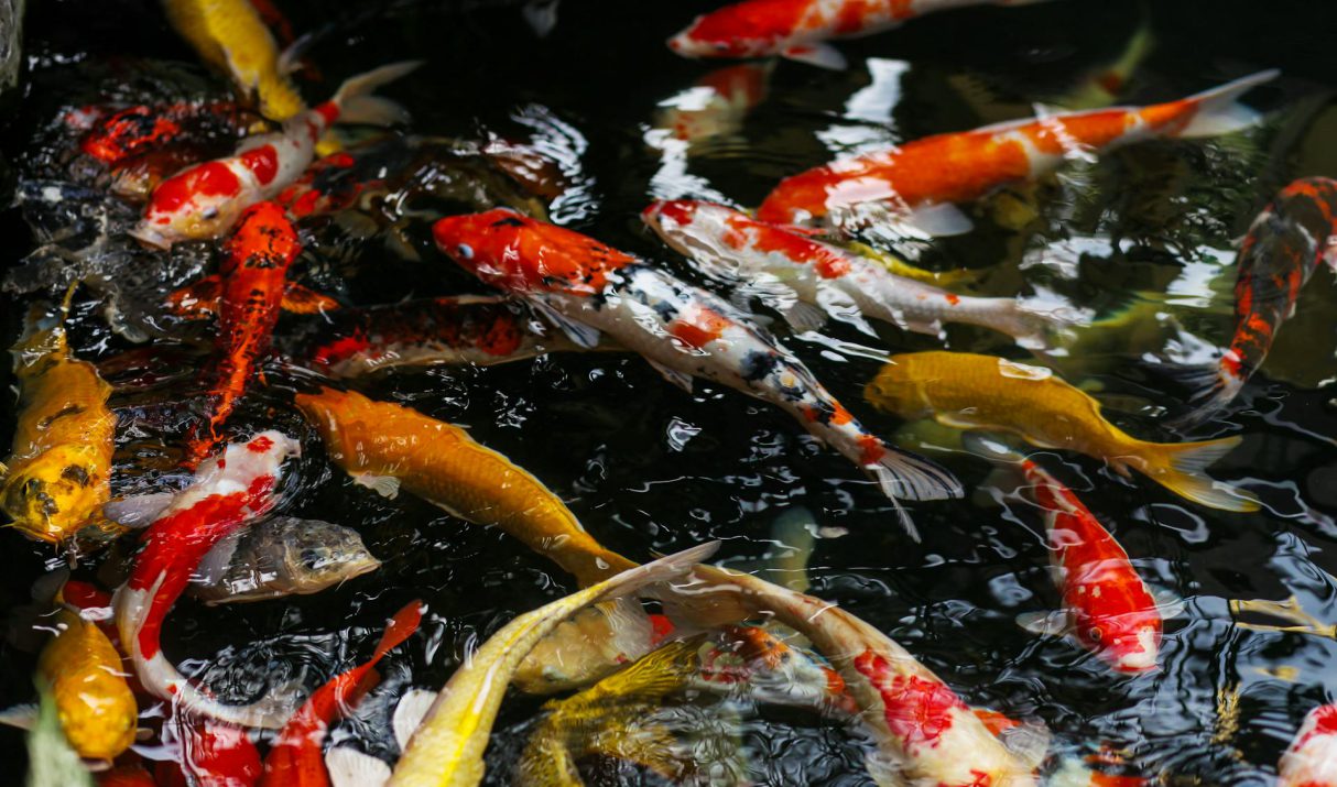 Slim gebruik van partikels om vissen op natuurlijke wijze aan te trekken
